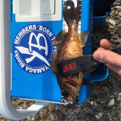 爆釣！デイメバリング