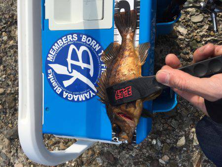 爆釣！デイメバリング