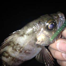 泉南メバリング