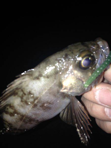 泉南メバリング