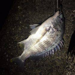 根魚不発でいつもの