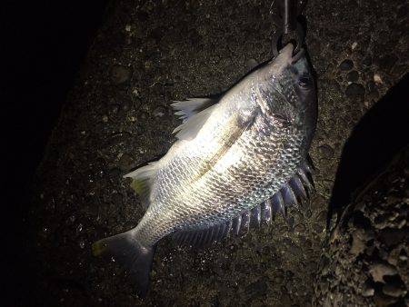 根魚不発でいつもの