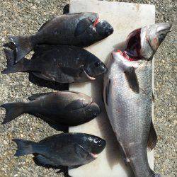 久しぶりの大物