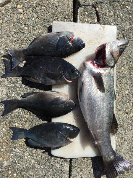 久しぶりの大物