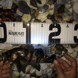 初ゴロタフロートメバリング