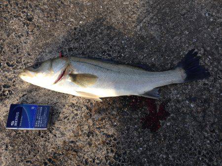 寒くて渋いなか