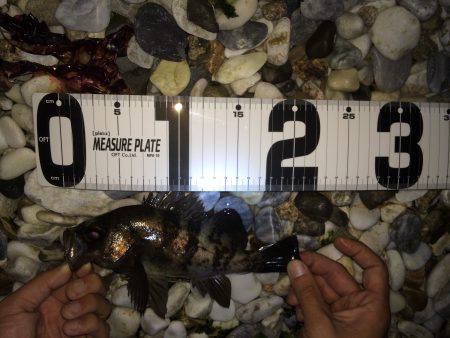 初ゴロタフロートメバリング