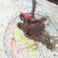 大物かとおもったら、、!?