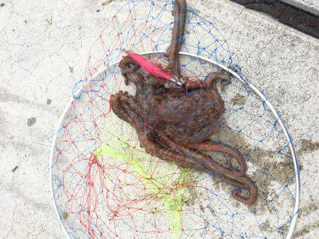 大物かとおもったら、、!?