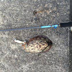 コウイカエギング！！