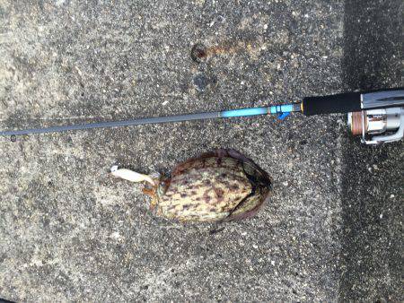 コウイカエギング！！