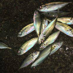 久しぶりのアジング