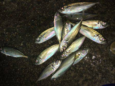 久しぶりのアジング