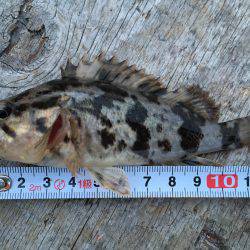 仕事帰りにガッシー探し\(^o^)/