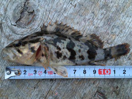 仕事帰りにガッシー探し\(^o^)/