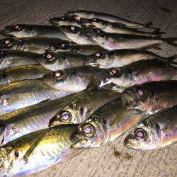 アジ調査に…。