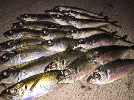 アジ調査に…。