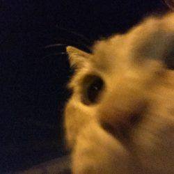 しぶしぶメバリング