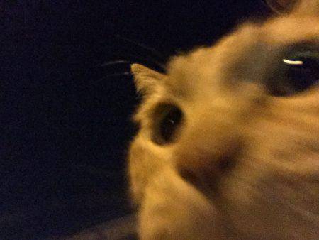 しぶしぶメバリング