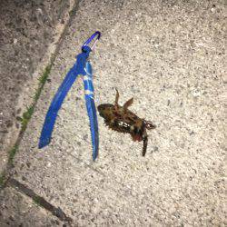 ガシリングでしょう