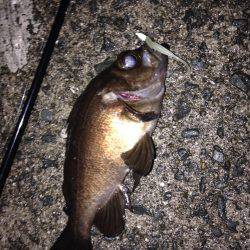 メバルだー！！