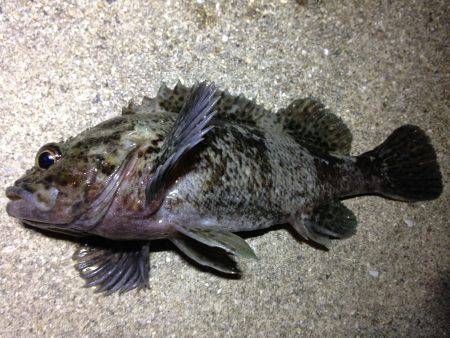 大雨でも行きます!