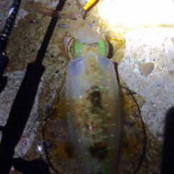 やっと釣れた(￣д￣)