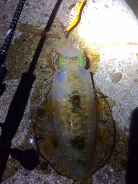 やっと釣れた(￣д￣)