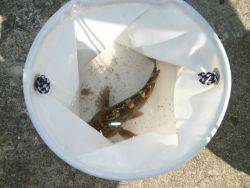 大阪南港海釣り公園 ガシラの釣果