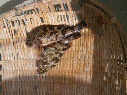 大阪南港海釣り公園 ガシラとチヌの釣果