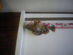 姫路市立遊魚センター 投稿