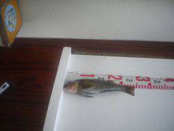 姫路市立遊魚センター 投稿