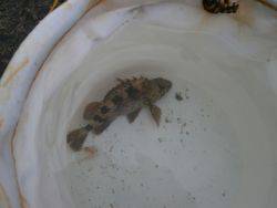 大阪南港海釣り公園 ガシラの釣果を確認