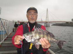 尼崎市立魚つり公園　ハネ、セイゴ、チヌ