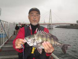 尼崎市立魚つり公園　ハネ、セイゴ、チヌ