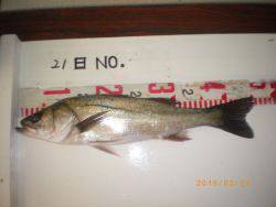 姫路市立遊魚センター　ガシラ、ハネ