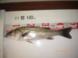 姫路市立遊魚センター　ガシラ、ハネ