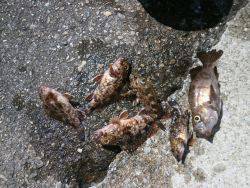 大阪南港海釣り公園　ガシラ、メバル