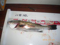 姫路市立遊魚センター　アイナメ、ハネ