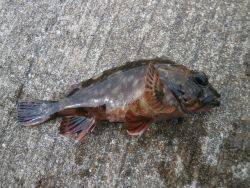 大阪南港海釣り公園　ガシラ