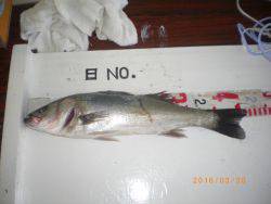 姫路市立遊魚センター　ハネ、メバル、ほか