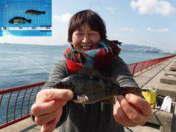 神戸市立平磯海づり公園 サビキでメバル・ア…