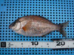 神戸市立平磯海づり公園 ウキ釣りでウミタナゴ