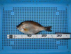 神戸市立平磯海づり公園 落とし込みでウミタナゴ27㎝