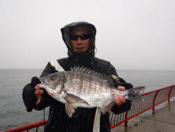 神戸市立平磯海づり公園 雨の中47.5㎝のチヌ