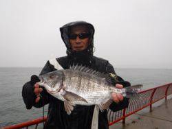 神戸市立平磯海づり公園 雨の中47.5㎝の…