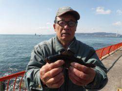 神戸市立平磯海づり公園　落し込みでメバル
