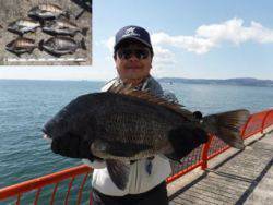 平磯海釣り公園　ウキ釣りでチヌ最大51.5㎝