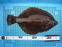 神戸市立平磯海づり公園　カレイ　37cm