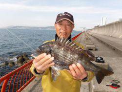 神戸市立平磯海づり公園　チヌ 45.5㎝